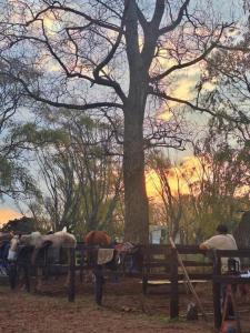 a group of people sitting on a fence near a tree at CasaPino Departamentos en Costa del Este in Costa del Este