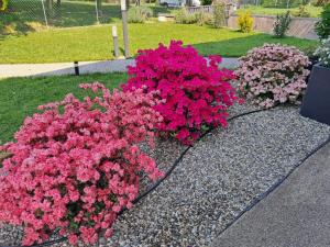Zahrada ubytování B&B DA ROBERTINO