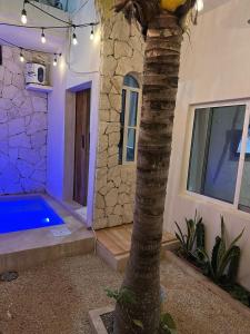 イスラ・ムヘーレスにあるCasa rocaの椰子の木