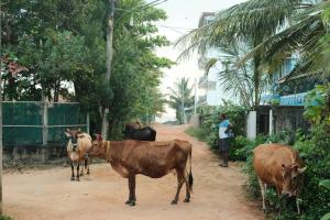 eine Gruppe Kühe, die einen Feldweg entlanglaufen in der Unterkunft Koala Backpackers in Trincomalee + 20 Fotos