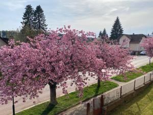 Zahrada ubytování Apartmán Kumburská - Nová Paka