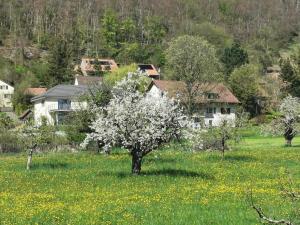 a tree in a field of flowers and a house at Vreni's Gästezimmer in Himmelried