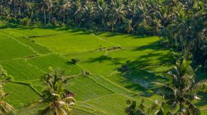 Zahrada ubytování Edge of Ubud by Pramana Villas + 29 fotografií