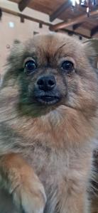 Imagen de la galería de ALBERGUE peregrinos CASAFLOR, en Murias de Rechivaldo