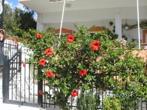 a bush with red flowers on a fence at Xenos Apartments in Keratokampos