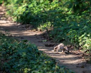 Foto dalla galleria di Sanctuary Chitwan National Park a Chitwan