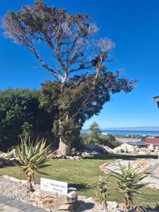 a tree in a park with two cactuses at Nature's Nest in Bettyʼs Bay +11 photos