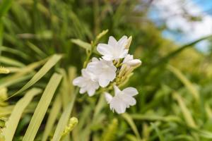 Giardino di GuestReady – Rustic Charm in Peaceful Madeira