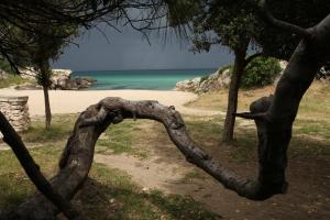 a tree with a heart shaped branch in front of a beach at Playa del Mar - Adults Only in Monopoli