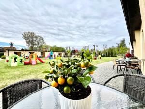 een potplant op een glazen tafel op een patio bij Ośrodek rodzinny "Pod Wydmami" PRZY PLAŻY , PLAC ZABAW , ROWERY in Sarbinowo