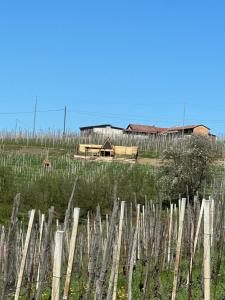 Gallery image of Glamping Altare in the vineyards in Dogliani +7 photos