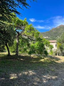 un arbre dans un champ avec une maison en arrière-plan dans l'établissement Bel appartement au calme, à Santa-Reparata-di-Balagna 5 autres photos