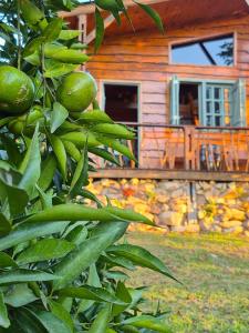 南圣洛伦索Sítio Espinilho的小木屋前有一棵结满绿色果实的树