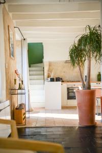 a kitchen with a plant in a large pot at Maison de charme avec Jacuzzi in Vouvray +32 photos