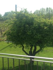 Giardino di B&B Daniel