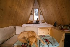 Domácí mazlíčci ubytovaní s hosty v ubytování Farouche Tremblant - Hotel Nature & Expériences