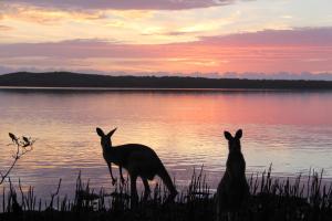 Tres canguros parados en el agua al atardecer en Eumarella Shores Noosa Lake Retreat, en Noosaville