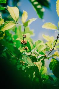 Fotografie z fotogalerie ubytování Coffee Homestay Tetebatu v destinaci Tetebatu