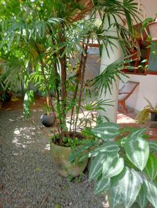 Zahrada ubytování New Villa Unawatuna + 4 fotografie