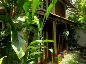 dom z dużą zieloną rośliną przed nim w obiekcie Rumah Kayu Yogyakarta By Hamsa Putih w mieście Yogyakarta