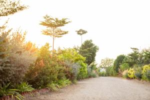 a dirt road with trees and plants on it at Elk Seizon Retreat in Kundakal +10 photos