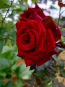 Imagen de la galería de Nuwan home, en Nuwara Eliya