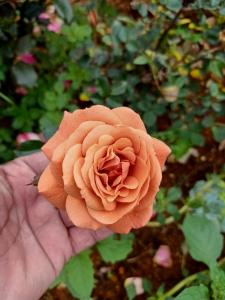 Imagen de la galería de Nuwan home, en Nuwara Eliya 3 fotos más