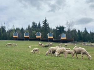 布克维Карпати Плай Village的牧羊群在田野上放牧