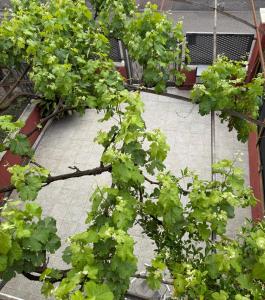 un árbol con hojas verdes en una acera en Affittacamere Casa Mia, en Verona