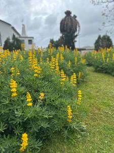 Um jardim no exterior de Island Haven - Cantinho da Ilha