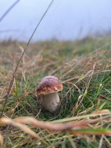 Imagine din galeria proprietății Gnievo în Międzylesie