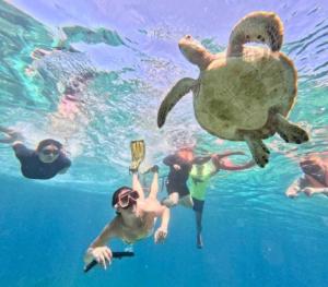 a group of people swimming in the water with a sea turtle at Villa Rosita in Dauin +13 photos