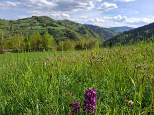 Paisagem natural perto da casa de férias