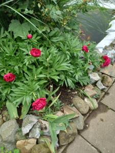 un giardino fiorito con fiori rossi e rocce di Apartment Zorec a Maribor