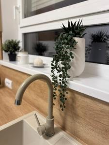 Fotografie z fotogalerie ubytování Jokica apartmani v destinaci Paracin