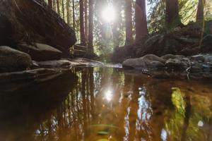 a river in a forest with the sun reflecting in the water at Hidden Creek Hideaway in Roberts Creek