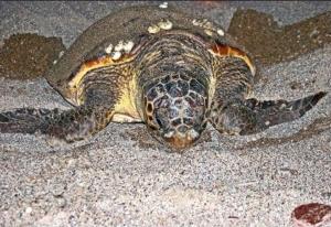 Eine Schildkröte liegt am Strand im Sand in der Unterkunft Nostalgia World Boutique Hotel in Kızılot + 20 Fotos