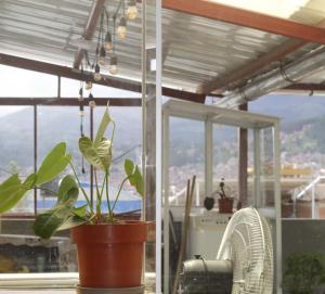 a plant in a pot sitting on a window sill at Ayllu in Huaraz