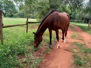 a horse eating grass on a dirt road at Sabali in Rietfontein