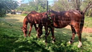 two brown horses standing behind a wire fence at Sabali in Rietfontein