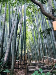 a group of bamboo trees in a forest at Kamakura Jomyoji Terrace-鎌倉浄明寺テラス- in Kamakura