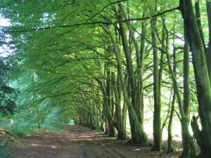 a tunnel of trees on a dirt road at Chilgrove Farm Bed & Breakfast in Chilgrove