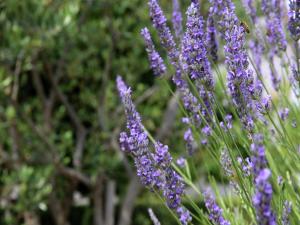 Jardín al aire libre en Beautiful apartment in between Split and Trogir