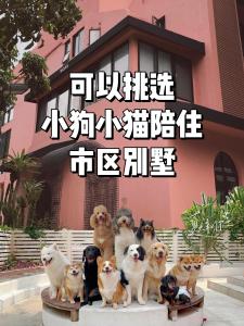 Majutusasutuse Woah Puppy Home Guesthouse Woah小狗之家民宿 külastajatega peatuv lemmikloom või lemmikloomad