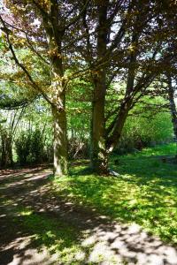 un arbre au milieu d'un champ avec de l'herbe dans l'établissement AWA source de vie, à Theux