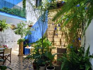 a courtyard with plants and a brick wall at Hostal Casa Alborada in Conil de la Frontera