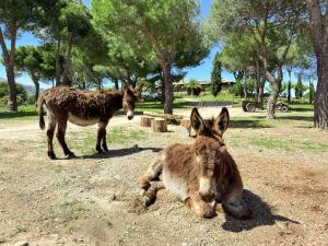 Fotografie z fotogalerie ubytování La Finca Escorial v destinaci Peralejo