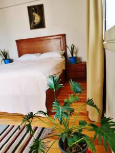 Un dormitorio con una cama con plantas en el suelo. en Layla Mourad's Stay, en El Cairo