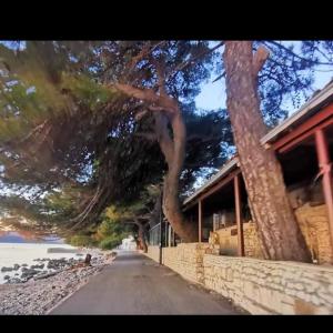 a tree hanging over a road next to a house at Apartmani clementina sunrise in Orebić