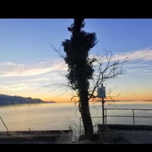 a tree sitting next to a body of water at Apartmani clementina sunrise in Orebić +91 photos